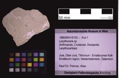 Foto (Objekt + Etiketten) von Lecythocaris sp. (NHMW-GEO-1990-0041-0155)